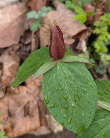 Trillium with purple flower