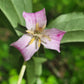 Pink flower with green leaves on a blurred green background