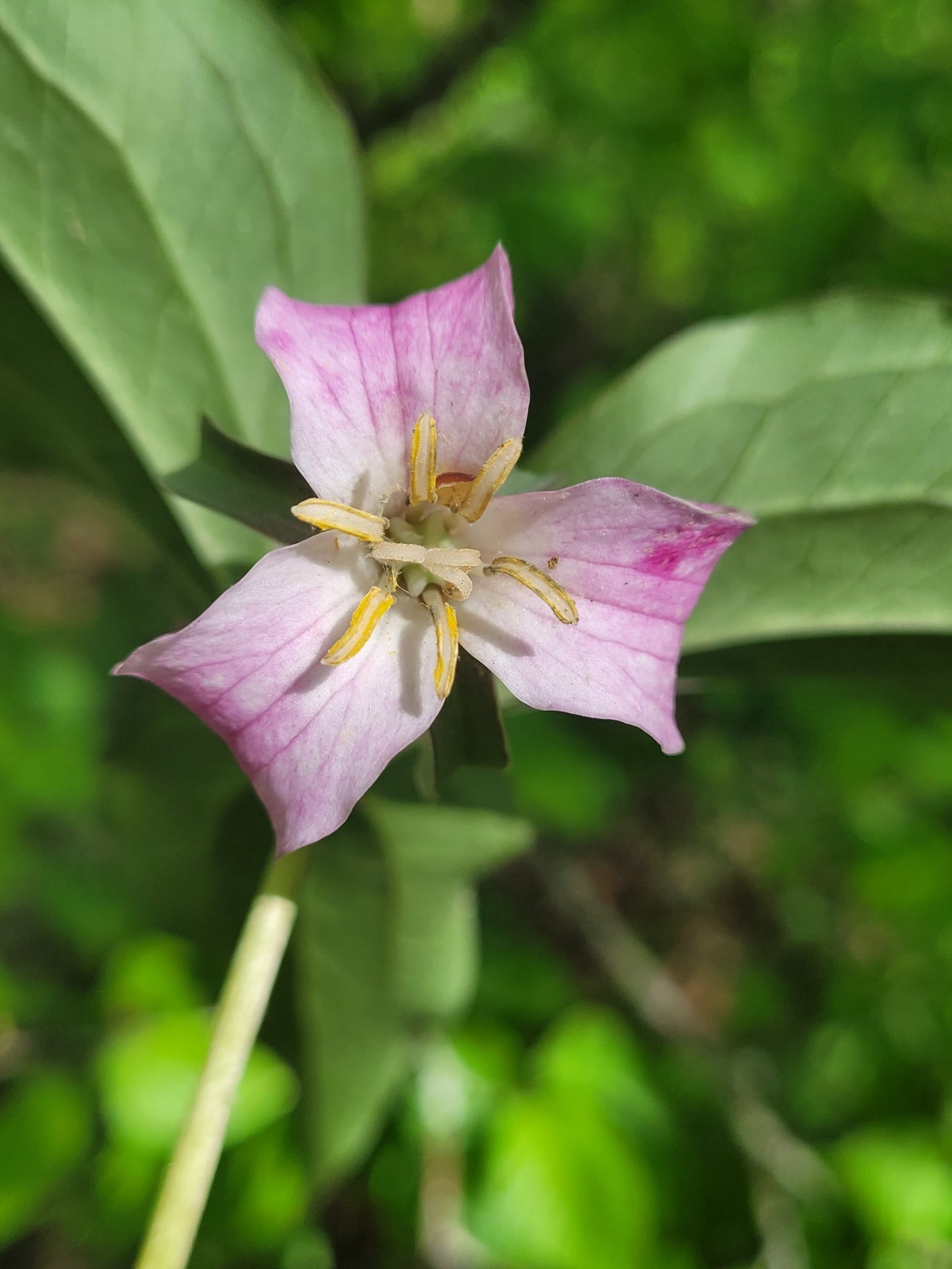 Pink flower with green leaves on a blurred green background