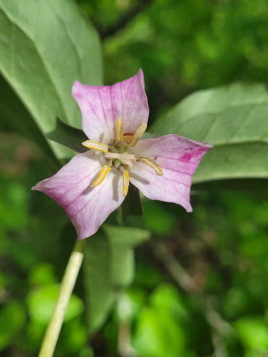 Pink flower with green leaves on a blurred green background