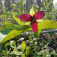 Red trillium flower with green leaves in a natural setting