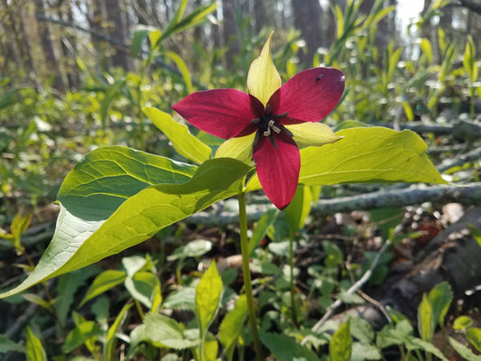 Red trillium flower with green leaves in a natural setting