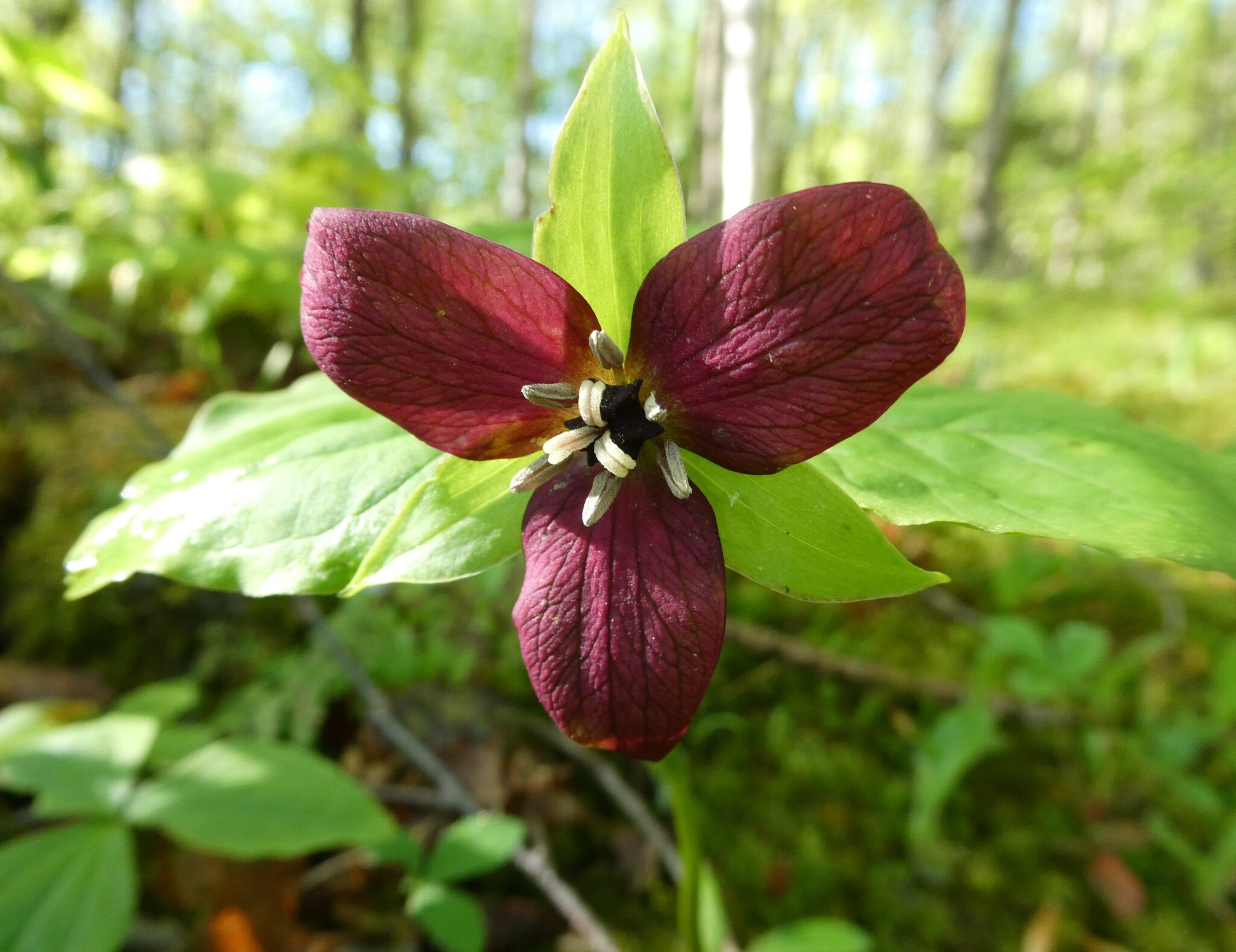 Purple flower with green leaves in a forest setting