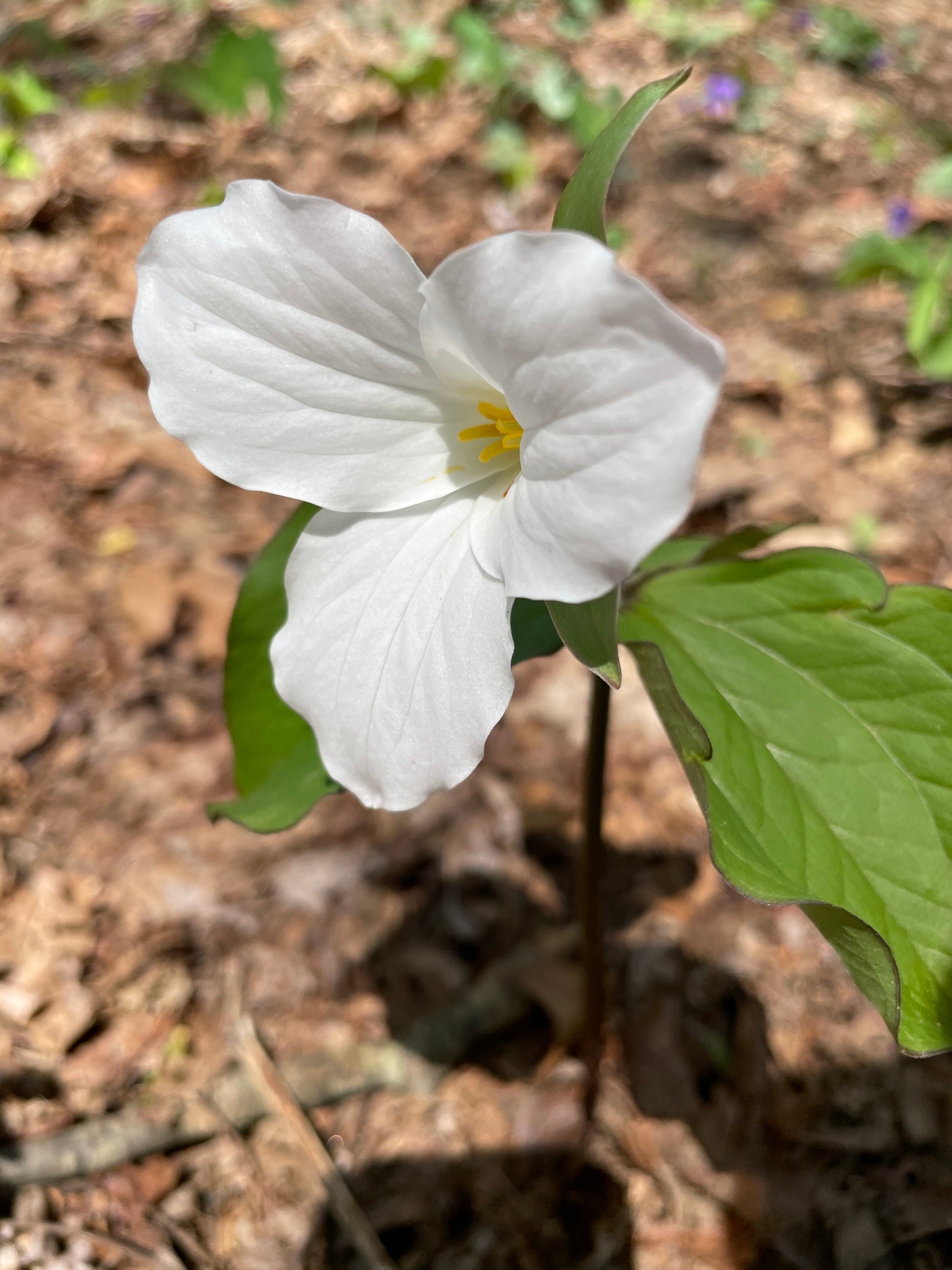 White flower with green leaves on a blurred natural background