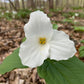 White trillium flower in a forest setting