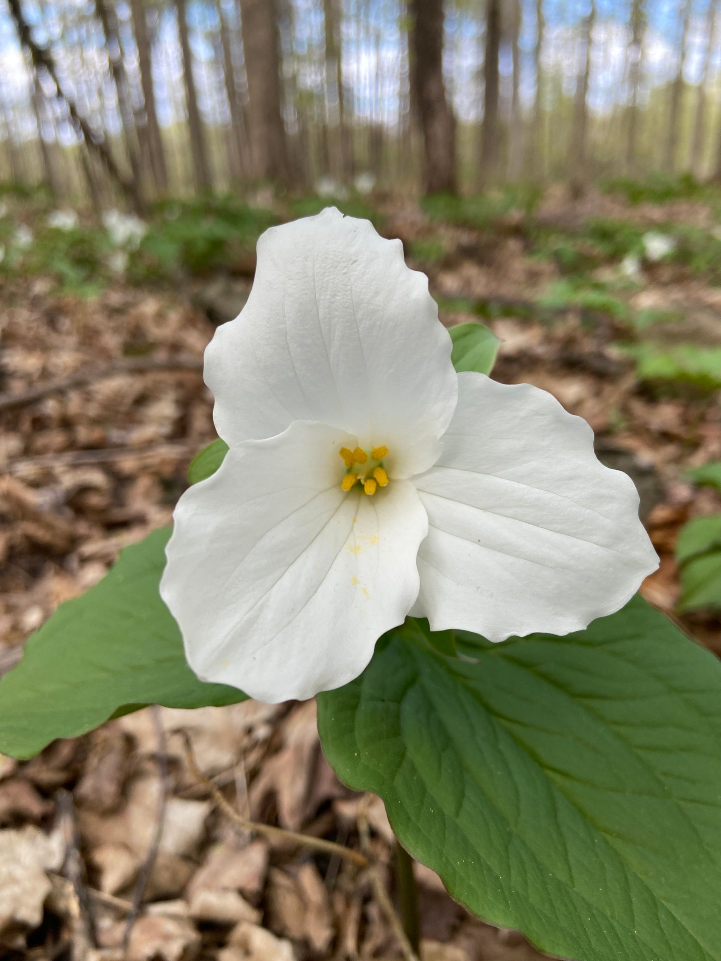 White trillium flower in a forest setting
