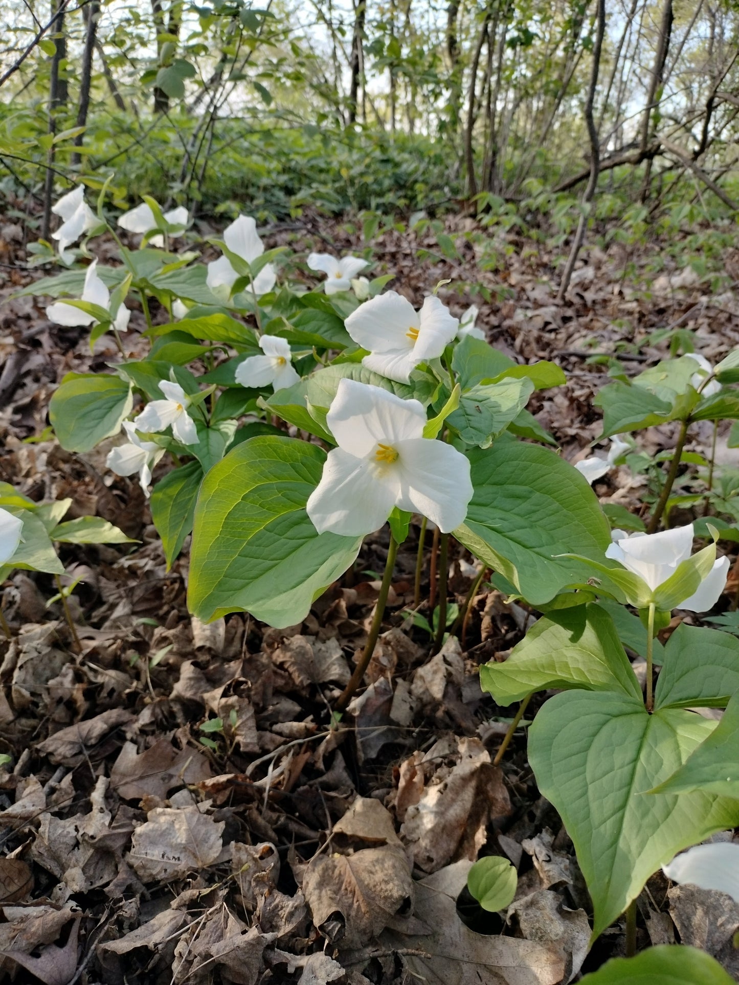 White flowers with green leaves on a forest floor with fallen leaves
