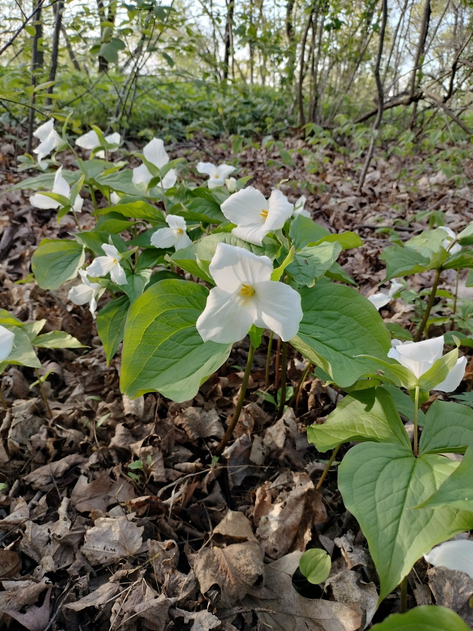 White flowers with green leaves on a forest floor with fallen leaves