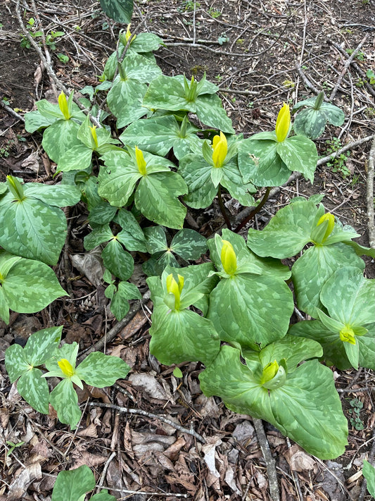 Green plants with bright yellow flower buds on a forest floor