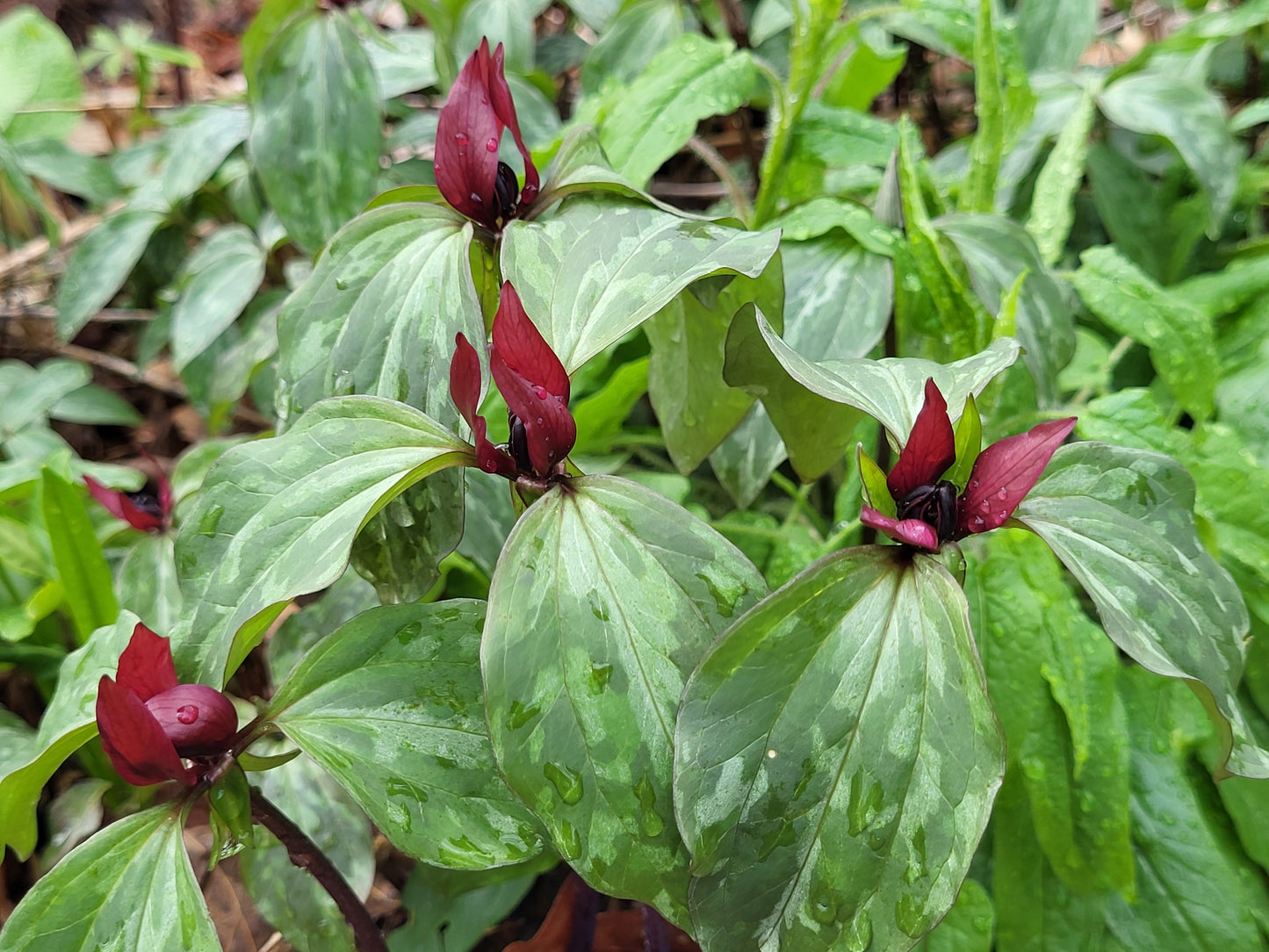 Red flowers with green leaves in a natural setting