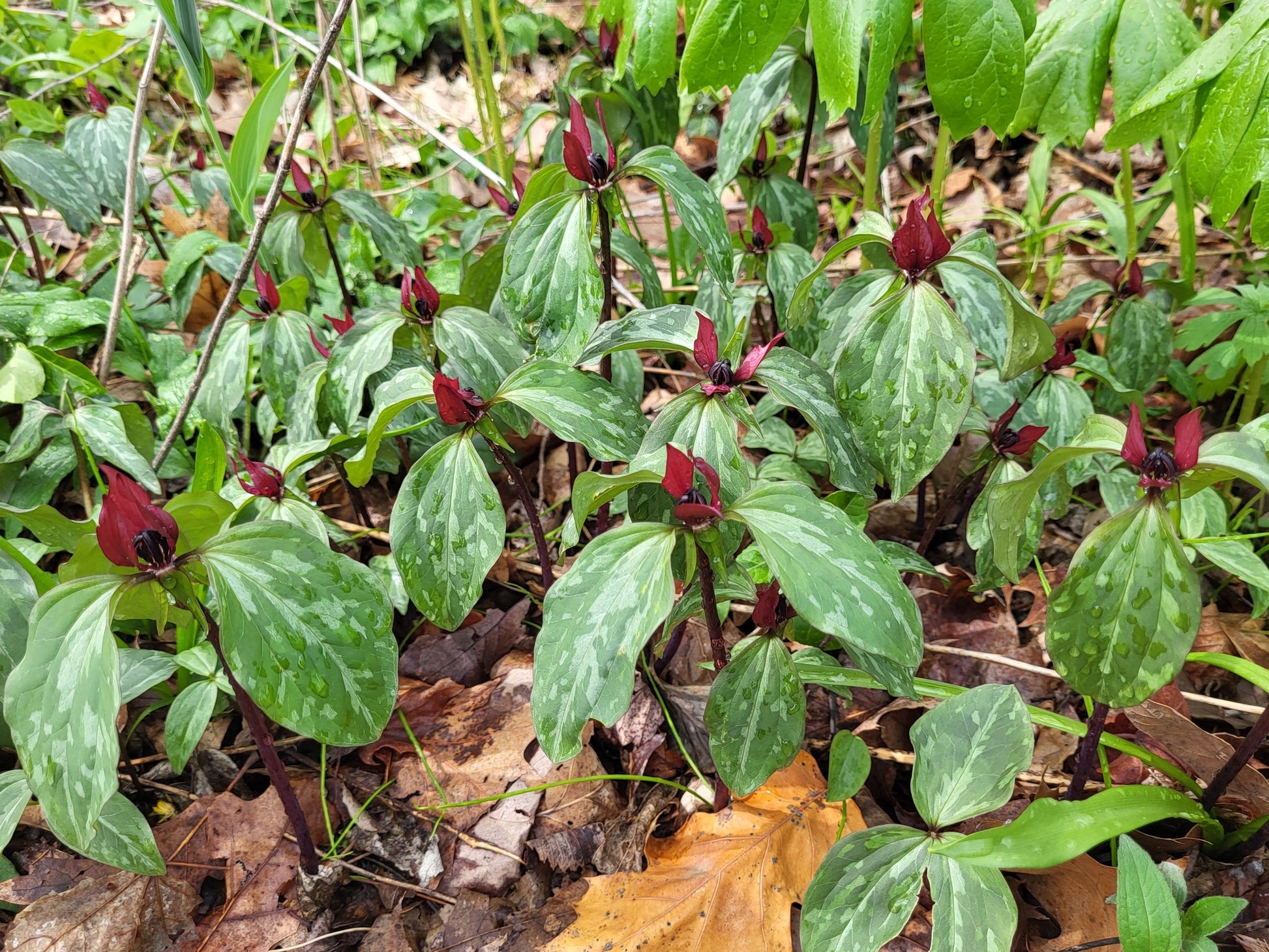Trillium flowers with green leaves and red buds in a forest setting