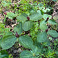 Green leaves with maroon buds in a natural setting