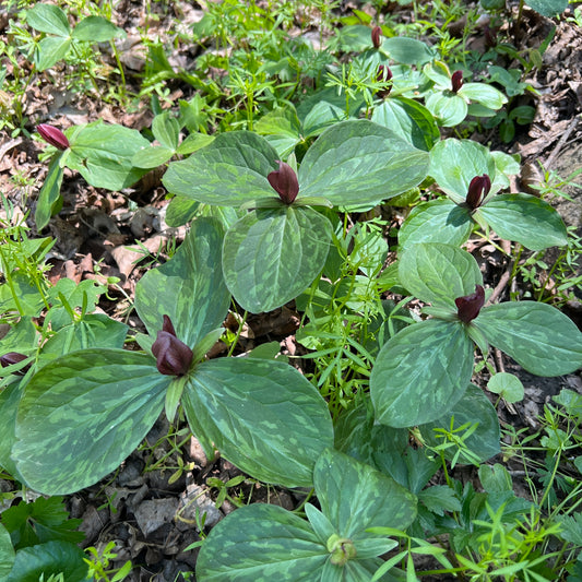 Green leaves with maroon buds in a natural setting