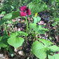 Red flower with green leaves in a natural setting