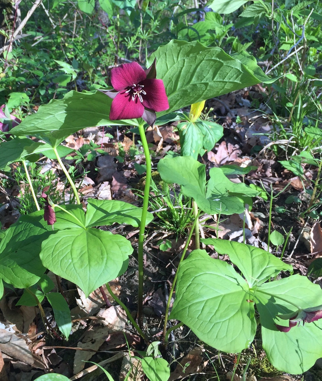 Red flower with green leaves in a natural setting