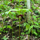 Red flower with green leaves growing in a forest setting