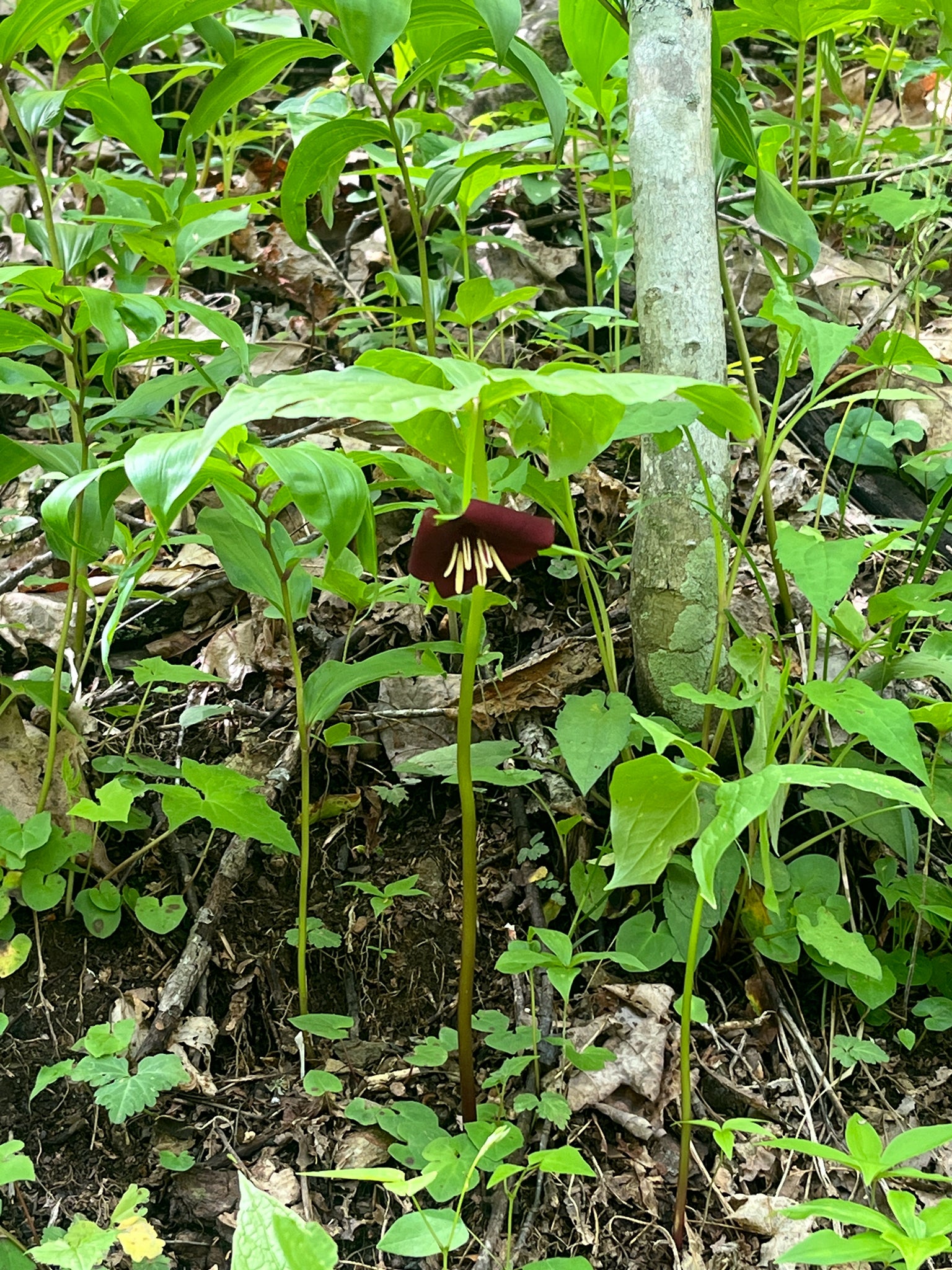 Red flower with green leaves growing in a forest setting