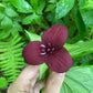 Hand holding a maroon flower with green foliage in the background