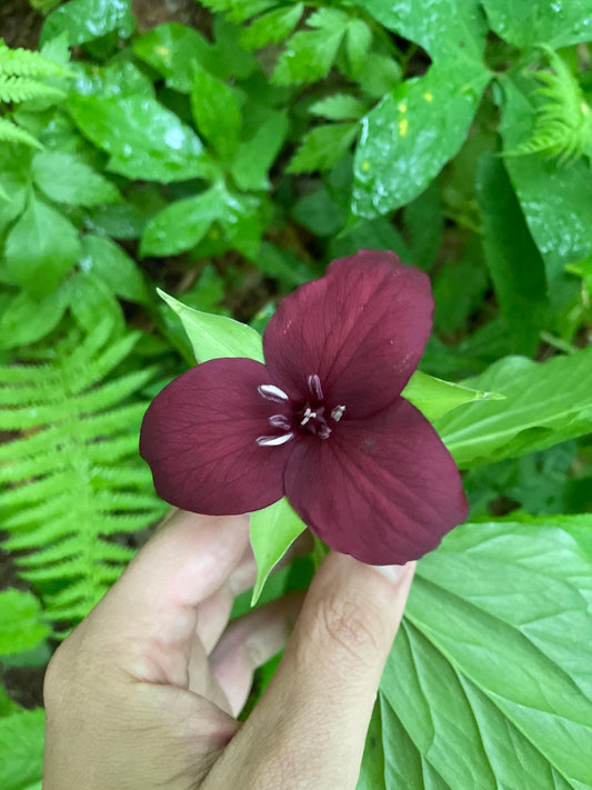 Hand holding a maroon flower with green foliage in the background