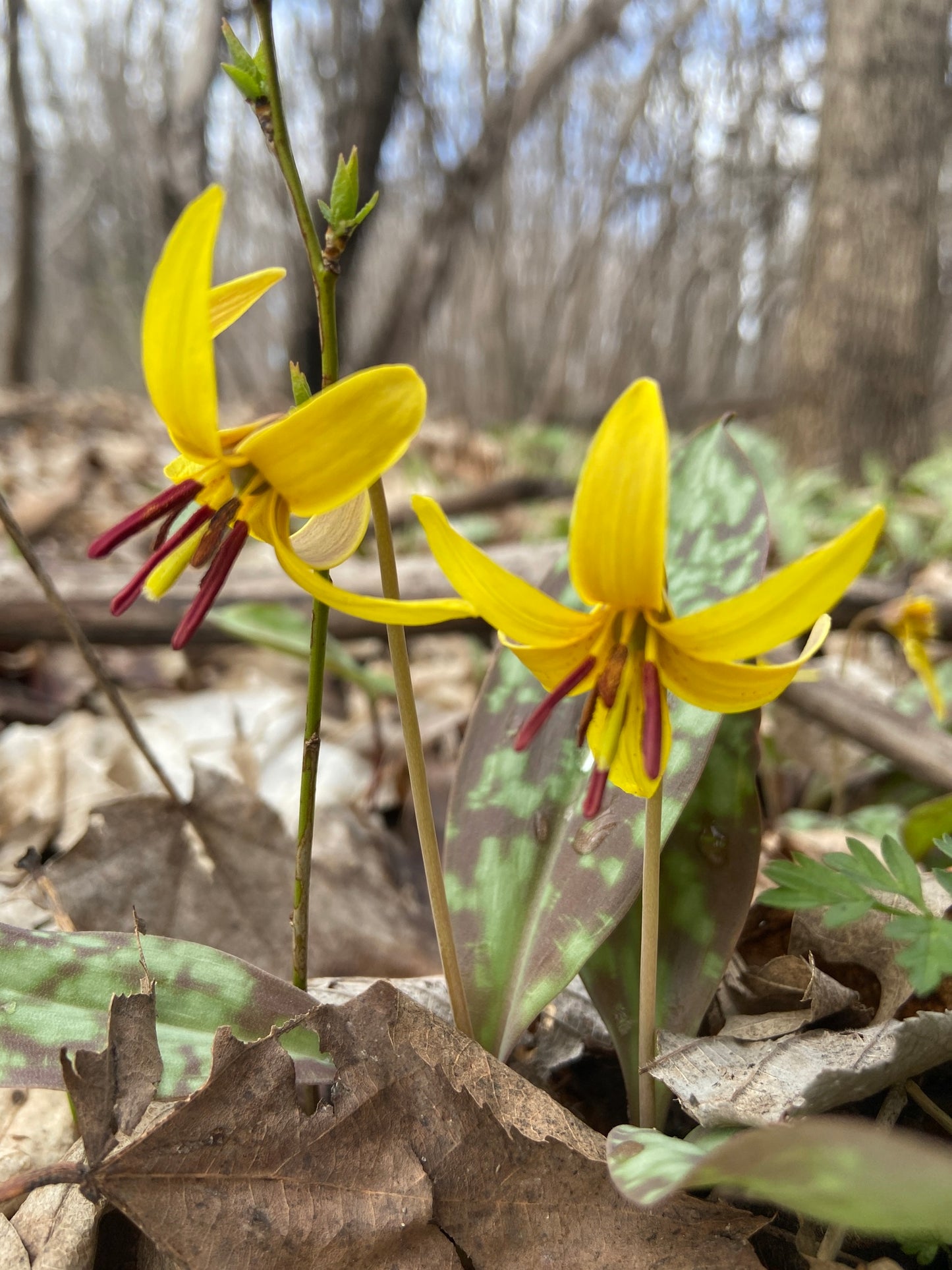 Yellow flowers with brown centers on a forest floor