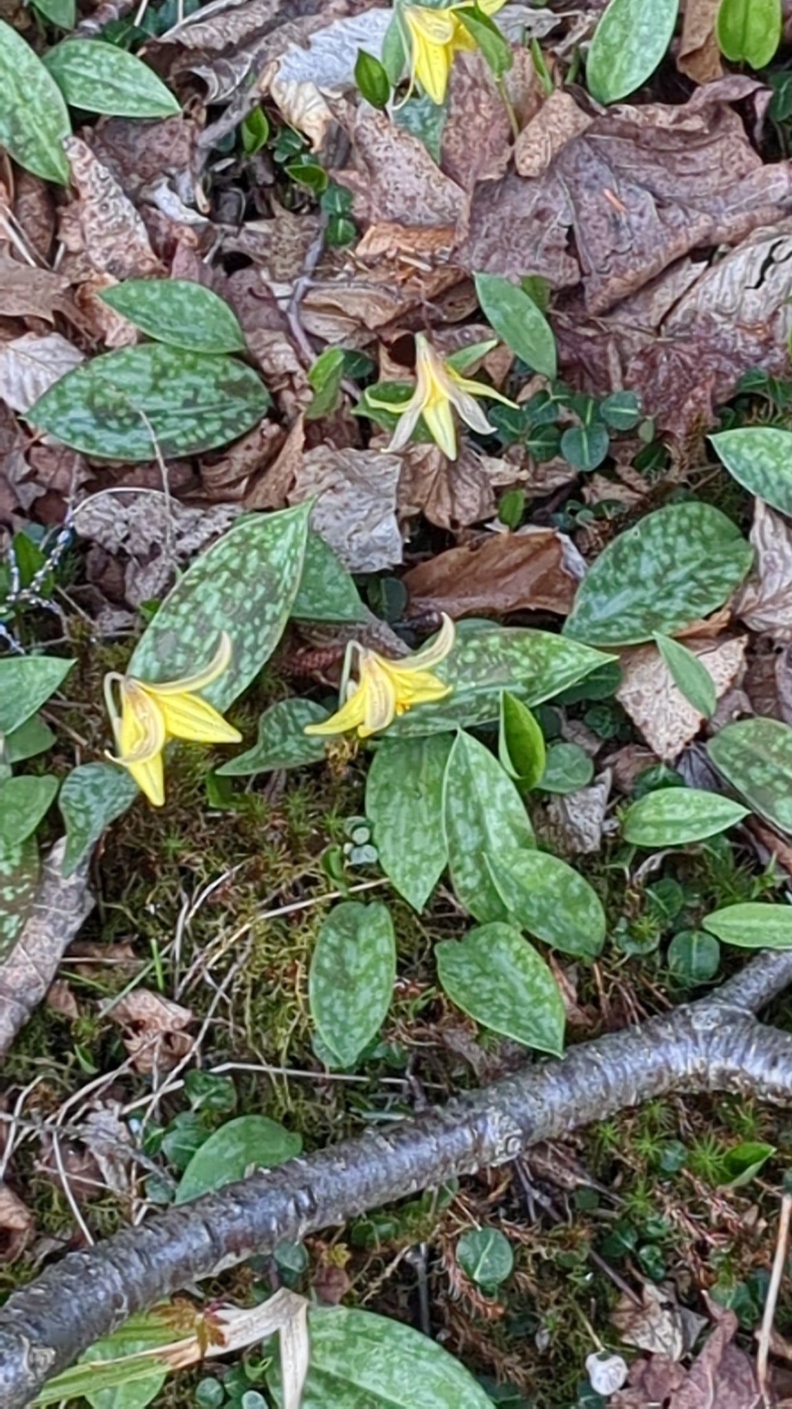 Yellow flowers amidst green leaves and brown leaves on the ground