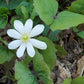 White flower with a yellow center surrounded by green leaves on a natural background
