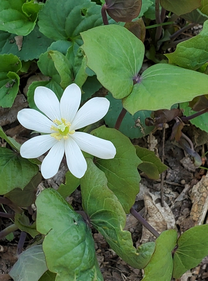 White flower with a yellow center surrounded by green leaves on a natural background