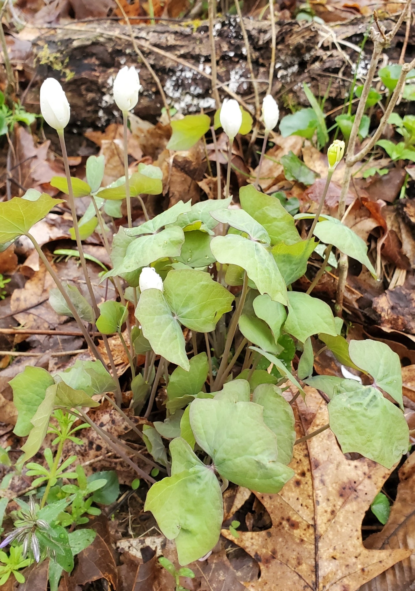 Small white flowers and green leaves on a forest floor with fallen leaves.
