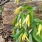 Large-flowered Bellwort, Uvularia grandiflora