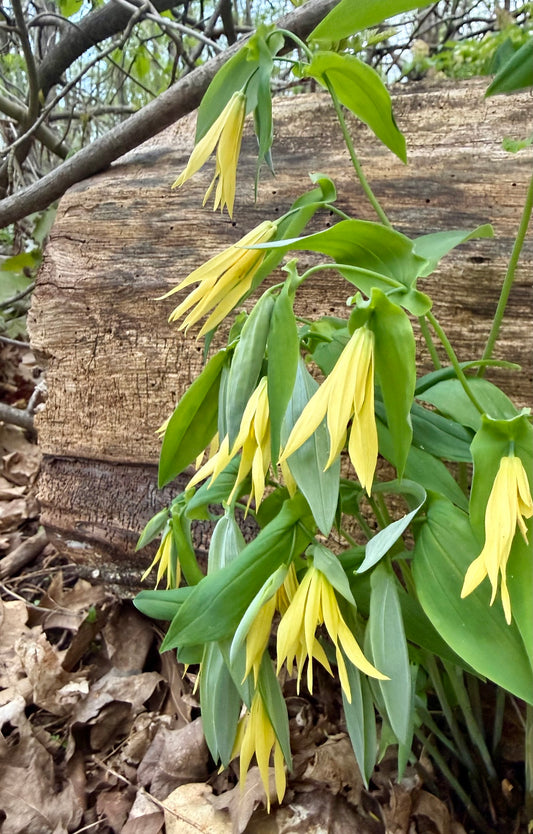 Large-flowered Bellwort, Uvularia grandiflora