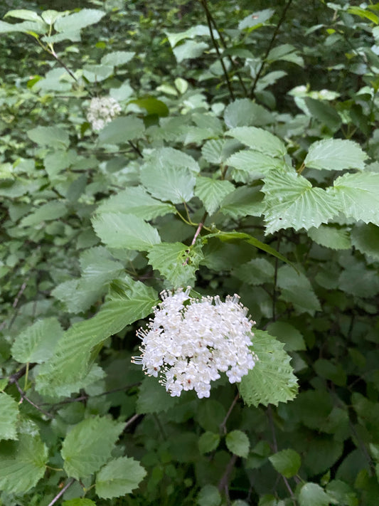 Arrowwood Viburnum, Viburnum dentatum
