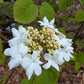 White flowers with yellow-green buds surrounded by green leaves in a natural outdoor setting.