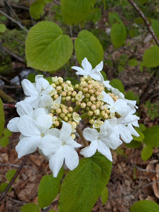 White flowers with yellow-green buds surrounded by green leaves in a natural outdoor setting.