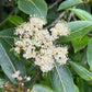 Close-up of white flower clusters with green leaves on a plant.
