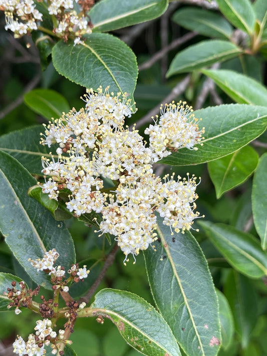Close-up of white flower clusters with green leaves on a plant.