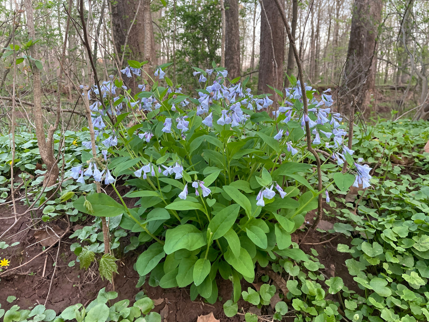 Bluebell flowers in a forest setting