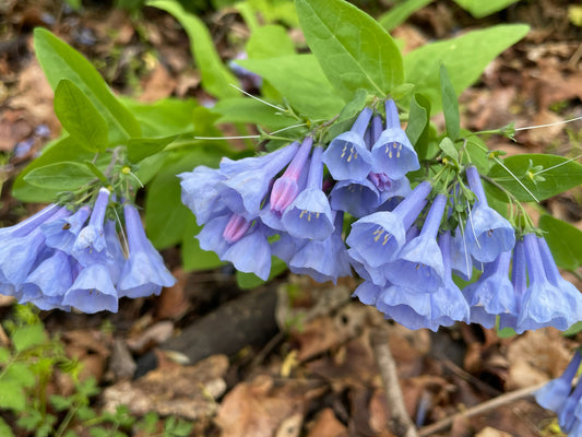 Group of blue flowers with green leaves on a natural background