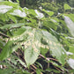 white bell-shaped flowers with green leaves in background