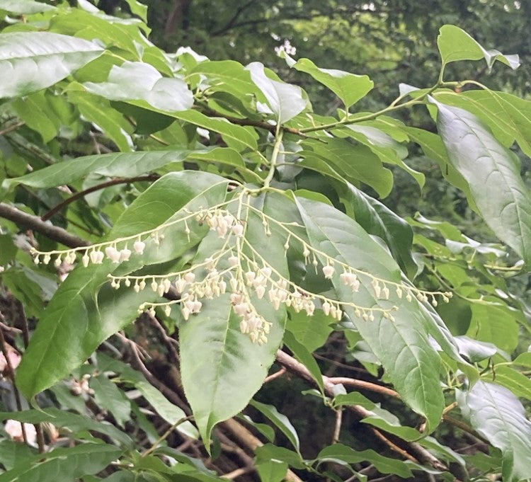 white bell-shaped flowers with green leaves in background