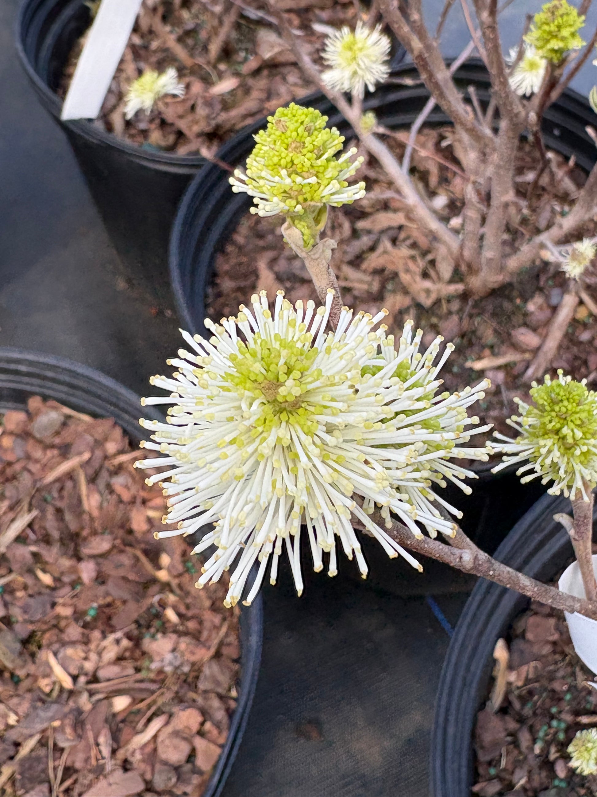 Close-up of a plant with white flowers in a pot, surrounded by other plants.