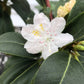 White flower with green leaves