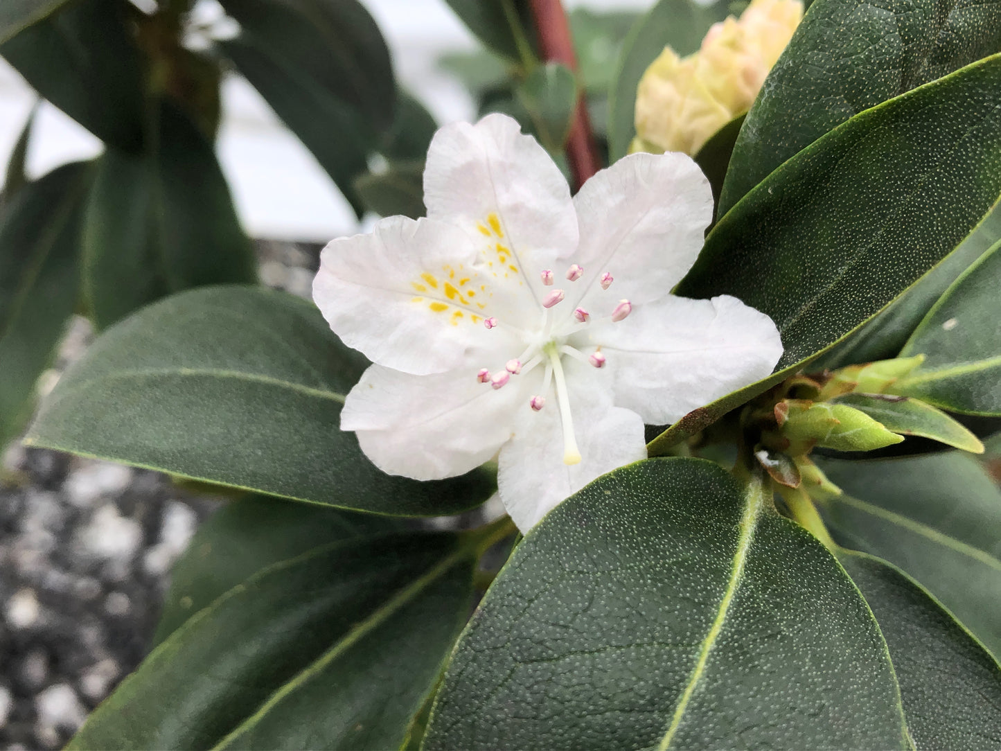 White flower with green leaves