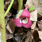 Red flower with a white center amidst brown leaves and green stems