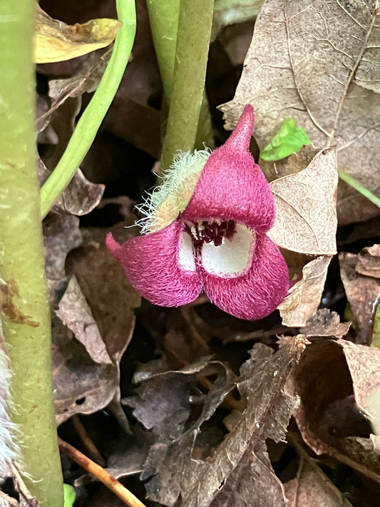 Red flower with a white center amidst brown leaves and green stems