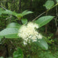 Floral cluster with green leaves on a blurred natural background