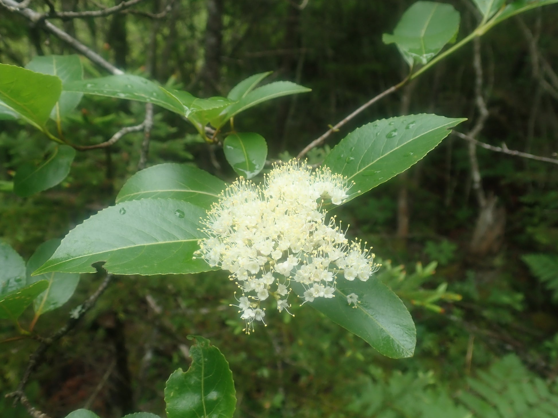 Floral cluster with green leaves on a blurred natural background