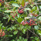 Berries on a bush with green leaves