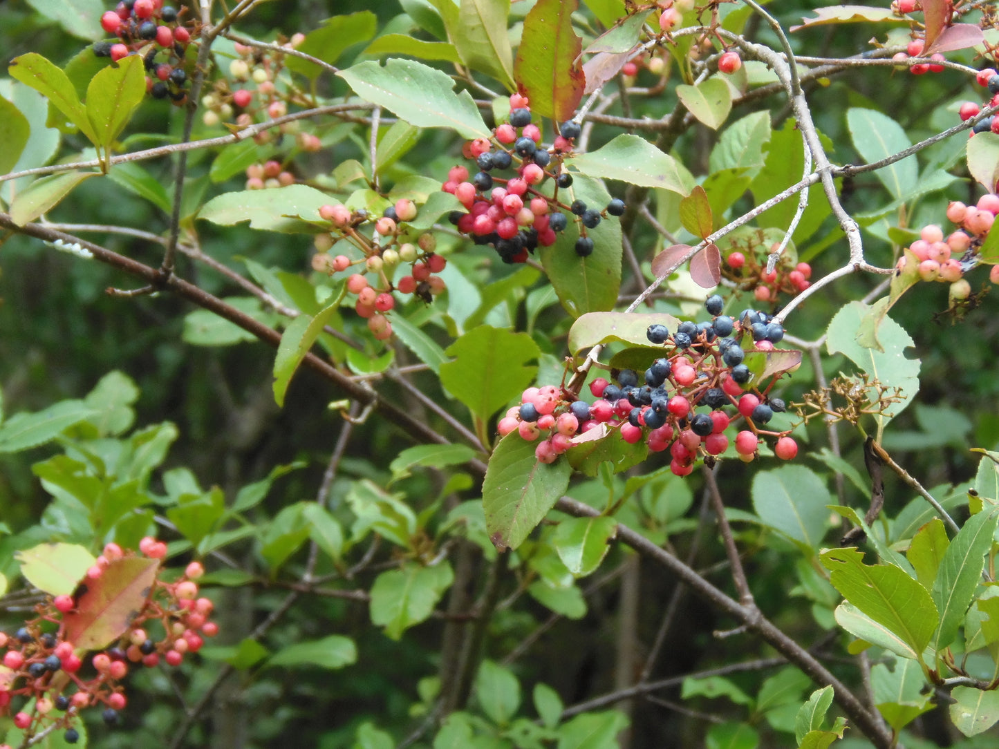 Berries on a bush with green leaves