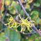 Close-up of yellow  flowers growing on a brown branch with green and yellow leaves.