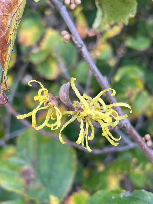 Close-up of yellow  flowers growing on a brown branch with green and yellow leaves.